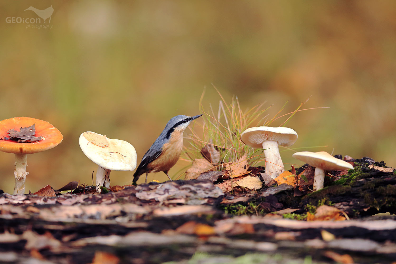 Nuthatch / brhlík lesní (Sitta europaea)