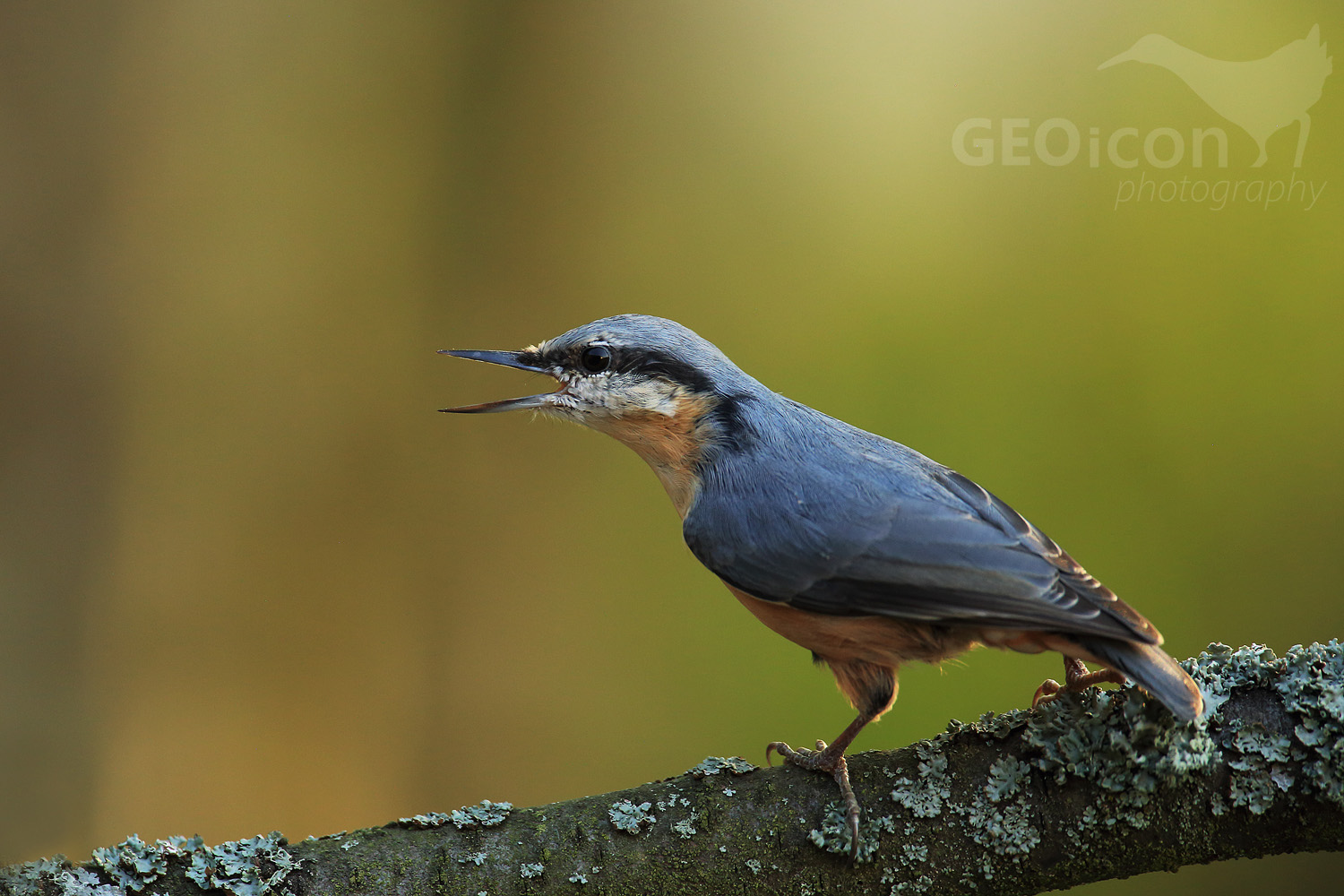 Nuthatch / brhlík lesní (Sitta europaea)