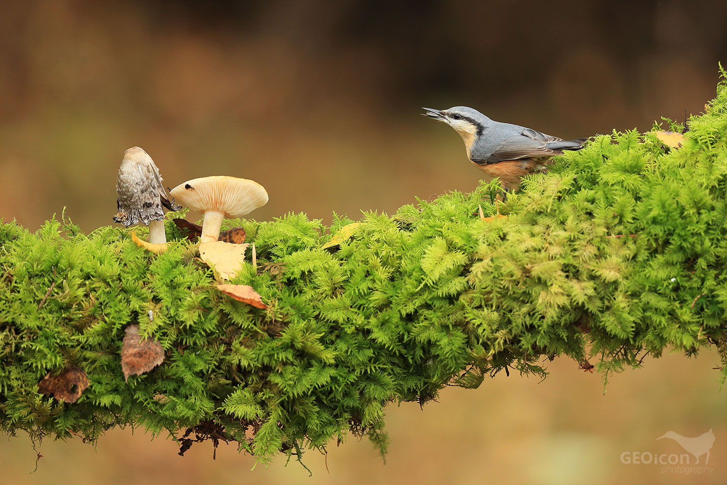 Nuthatch / brhlík lesní (Sitta europaea)