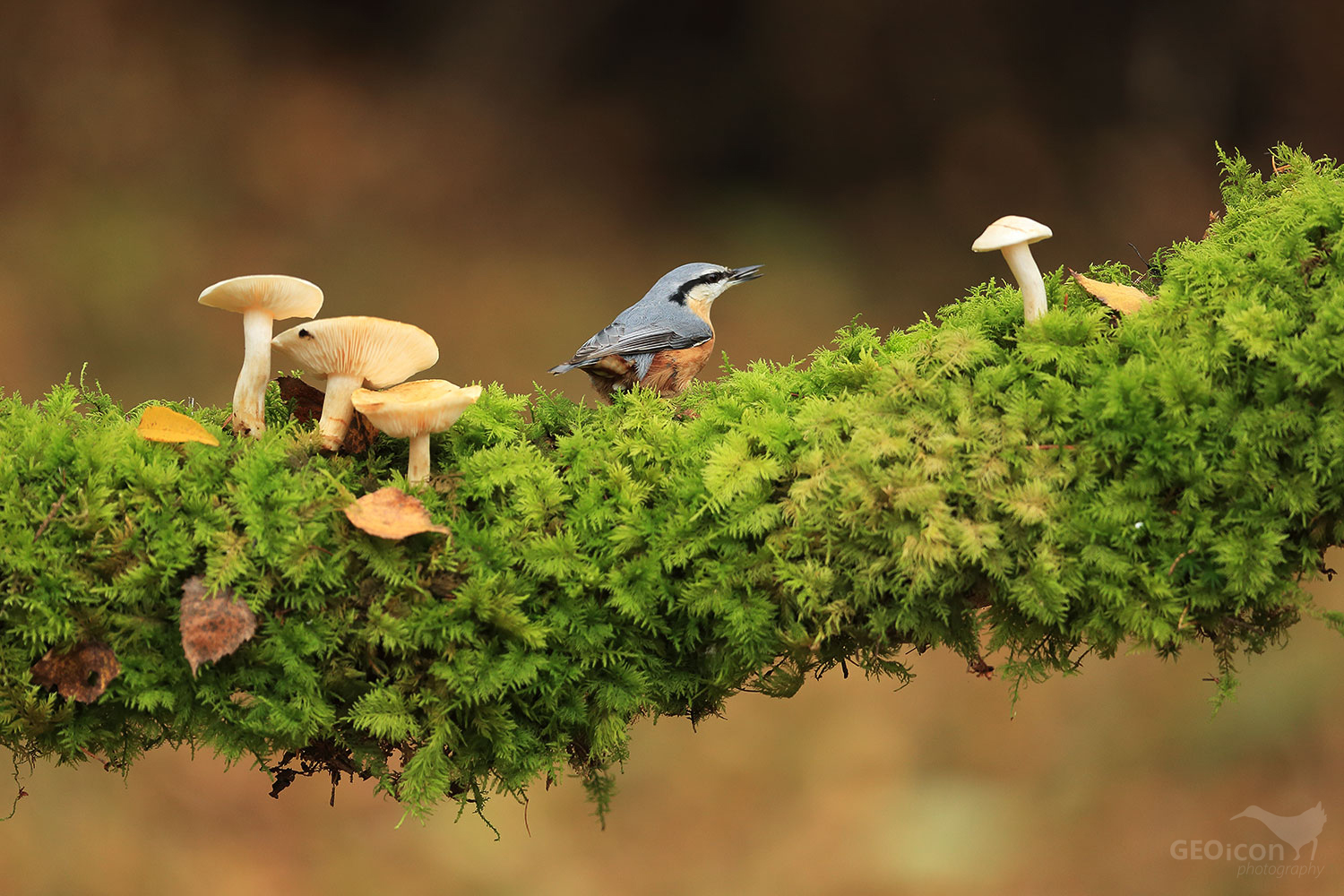 Nuthatch / brhlík lesní (Sitta europaea)