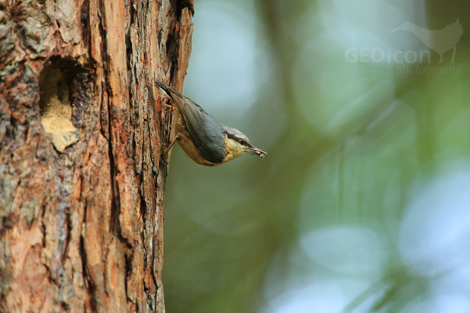 Nuthatch / brhlík lesní (Sitta europaea)