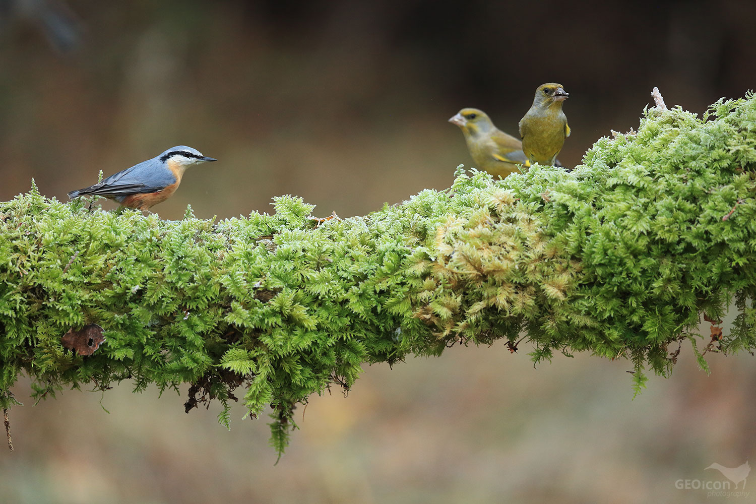Nuthatch / brhlík lesní (Sitta europaea)