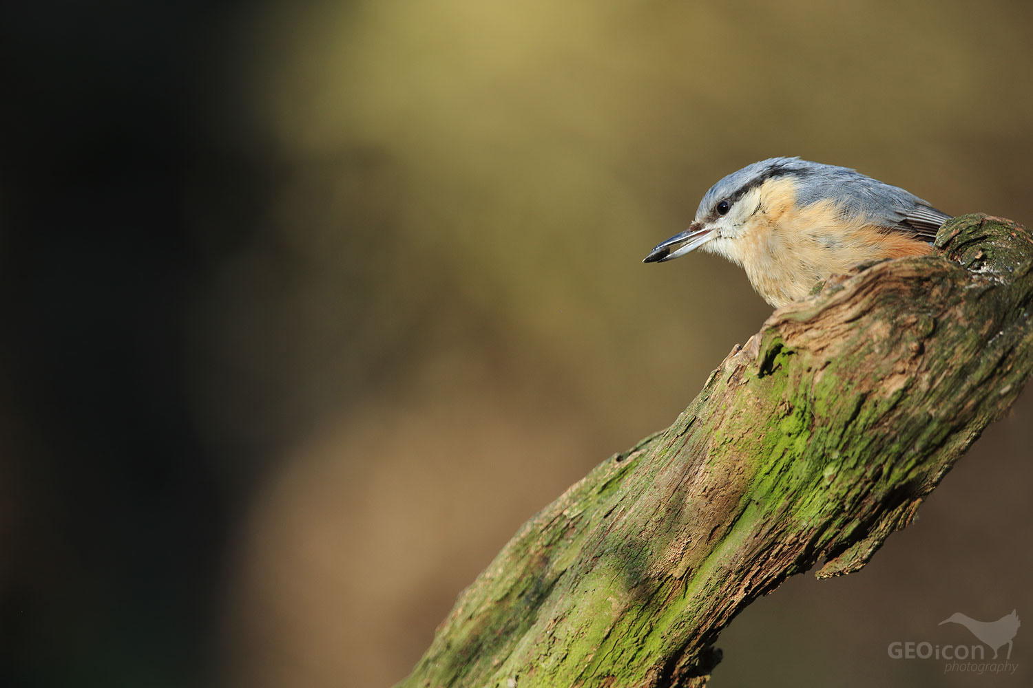 8C4A5896tit