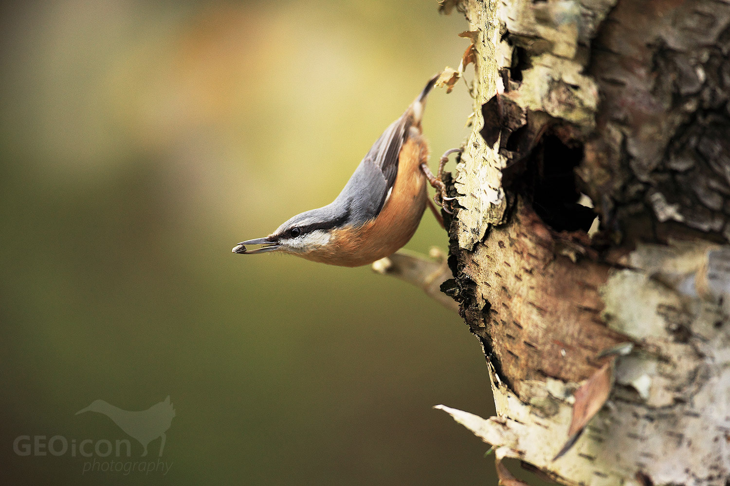 Nuthatch / brhlík lesní (Sitta europaea)