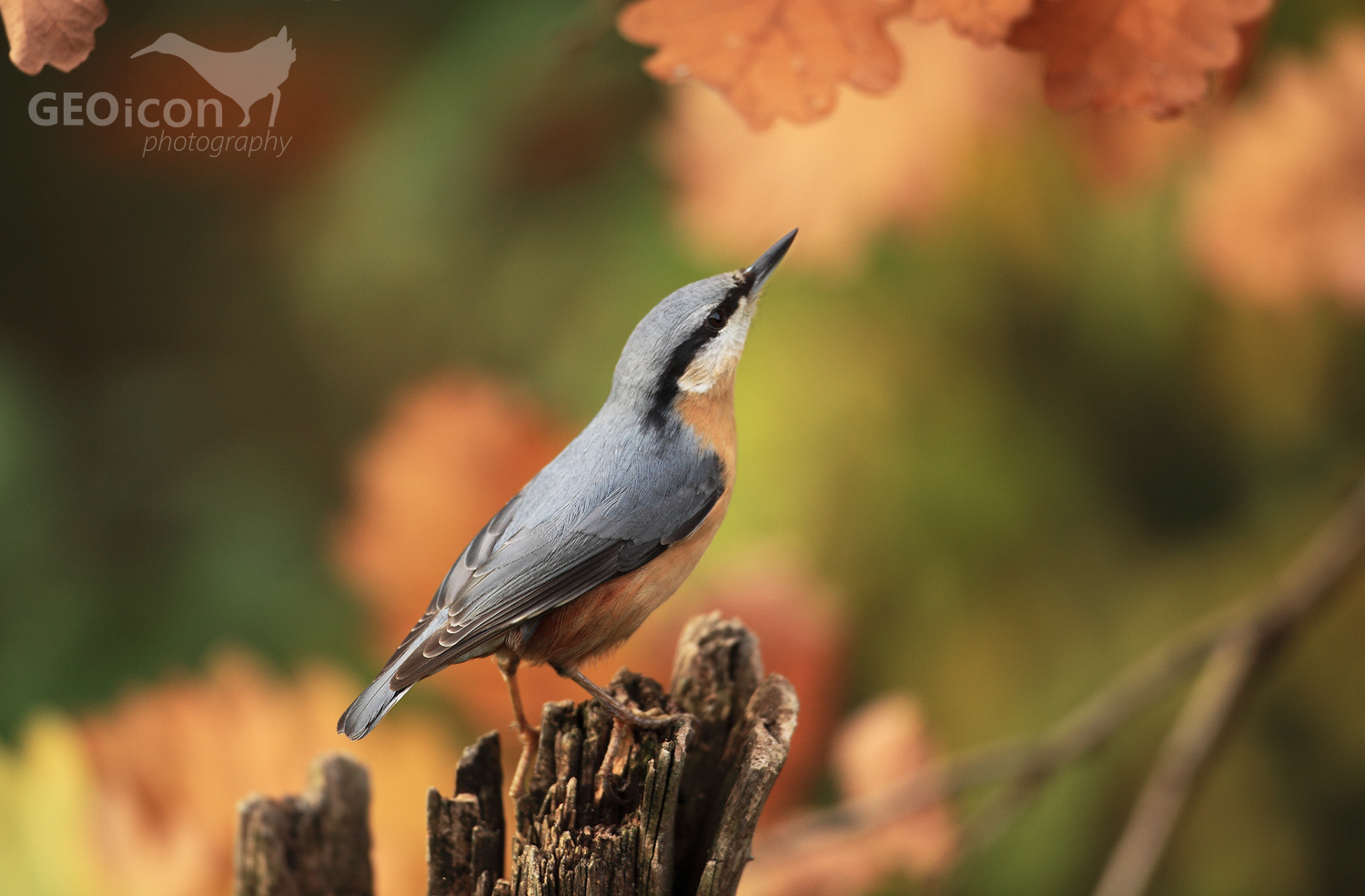 Nuthatch / brhlík lesní (Sitta europaea)