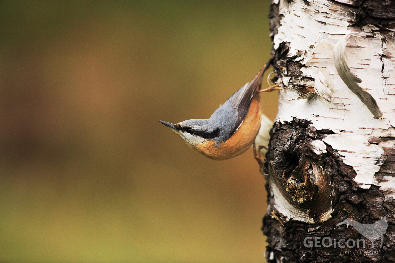 Nuthatch / brhlík lesní (Sitta europaea)