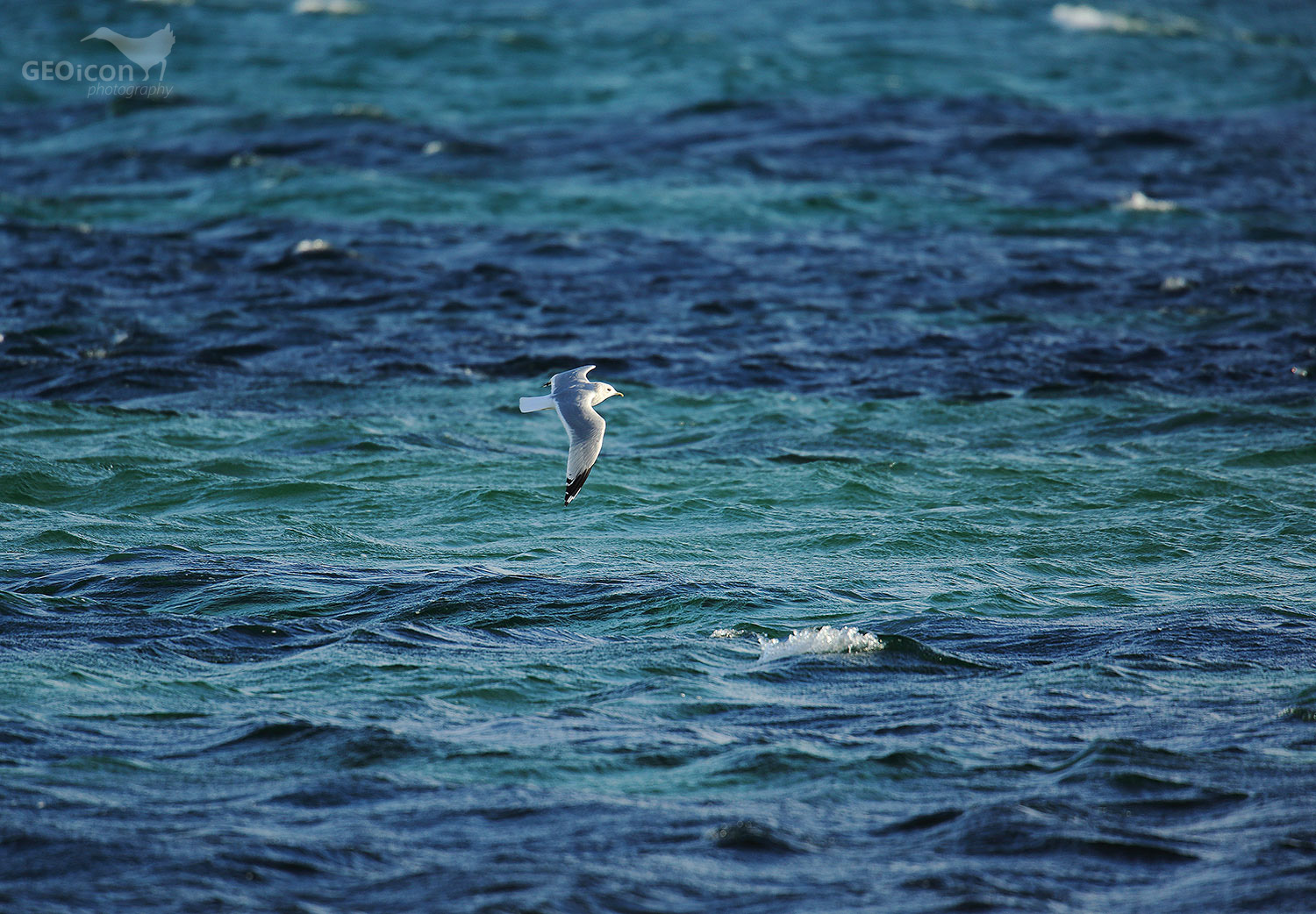 Kittiwake / racek tříprstý (Rissa tridactyla)
