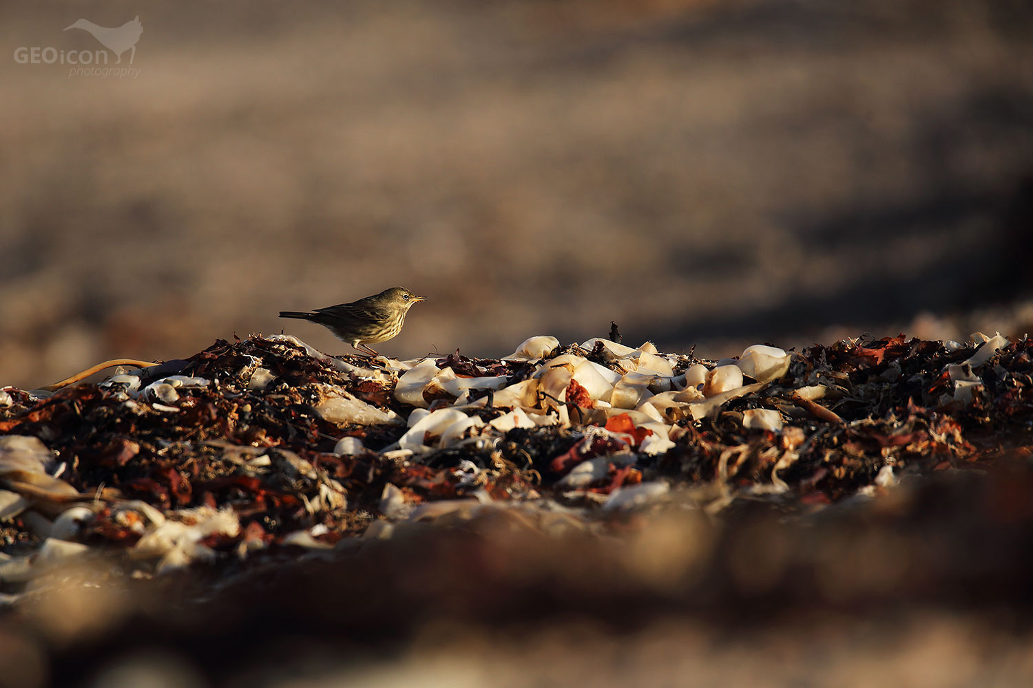 Rock pipit / linduška skalní (Anthus petrosus)