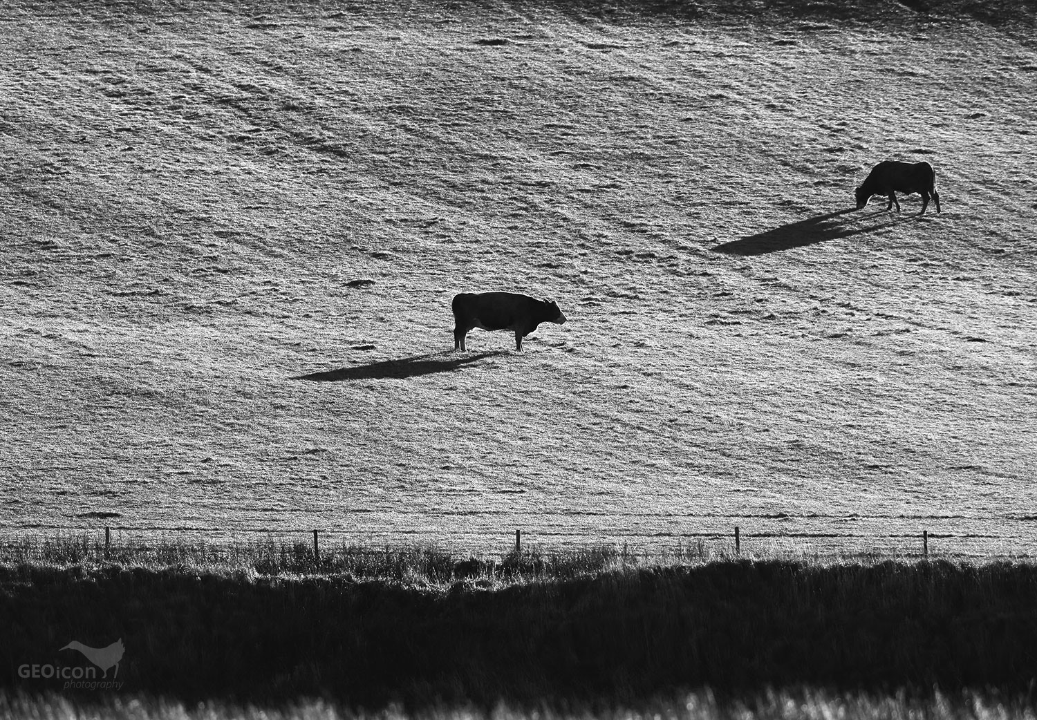 Pasture with cows, Orkneys islands, Scotland.