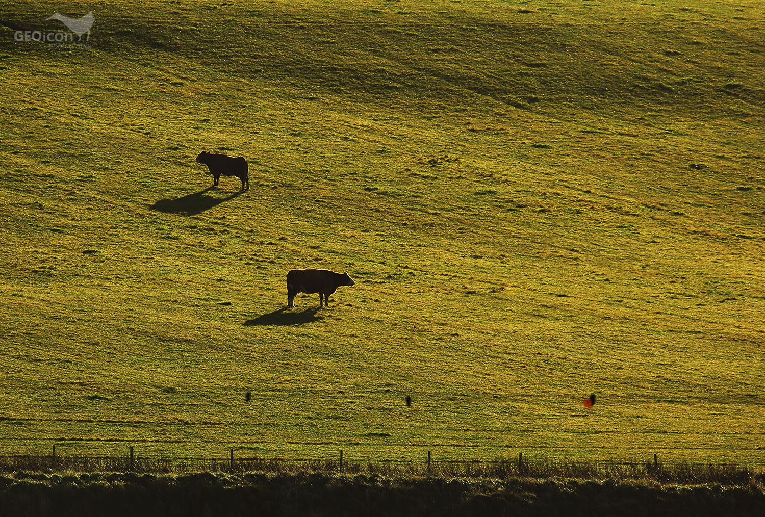 Pasture with cows, Orkneys islands, Scotland.