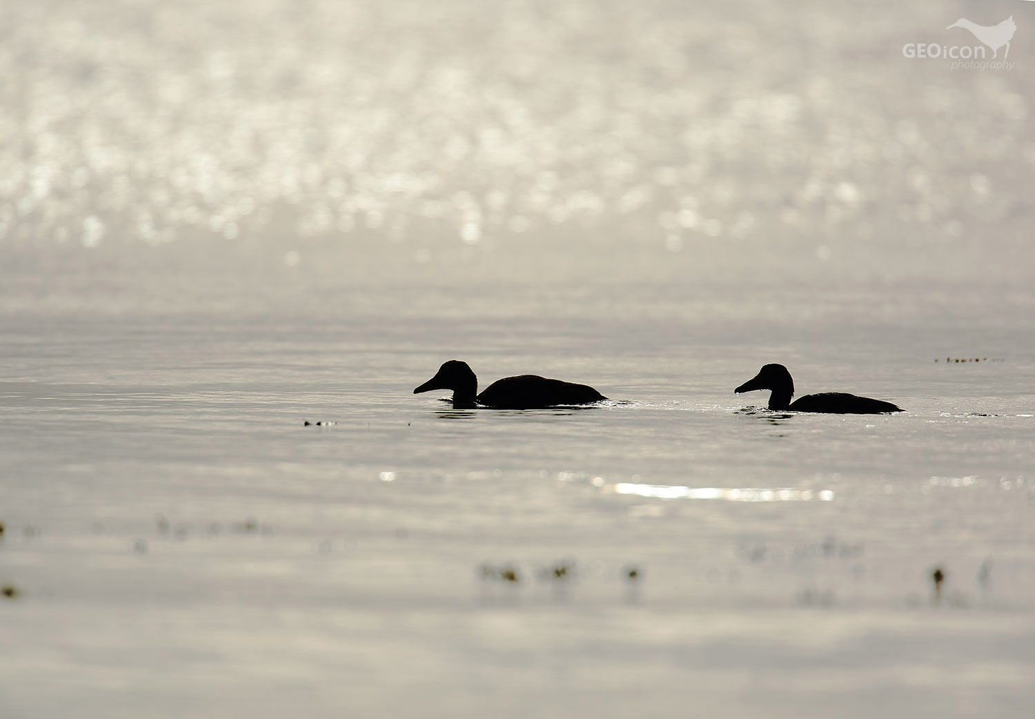 Eider / kajka mořská (Somateria mollissima)