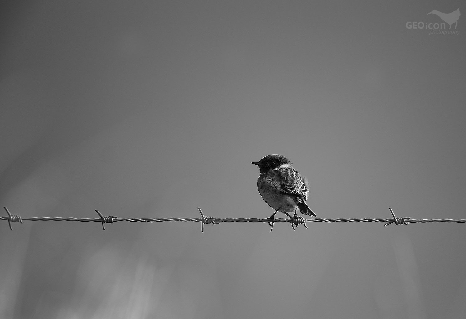 Stonechat / bramborníček černohlavý (Saxicola torquata)