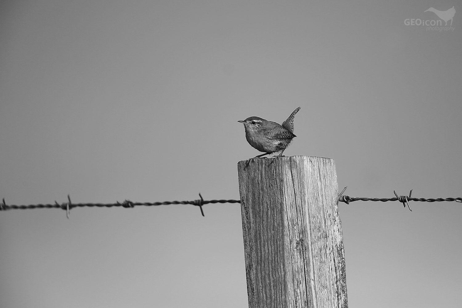 Wren / střízlík obecný (Troglodytes troglodytes)