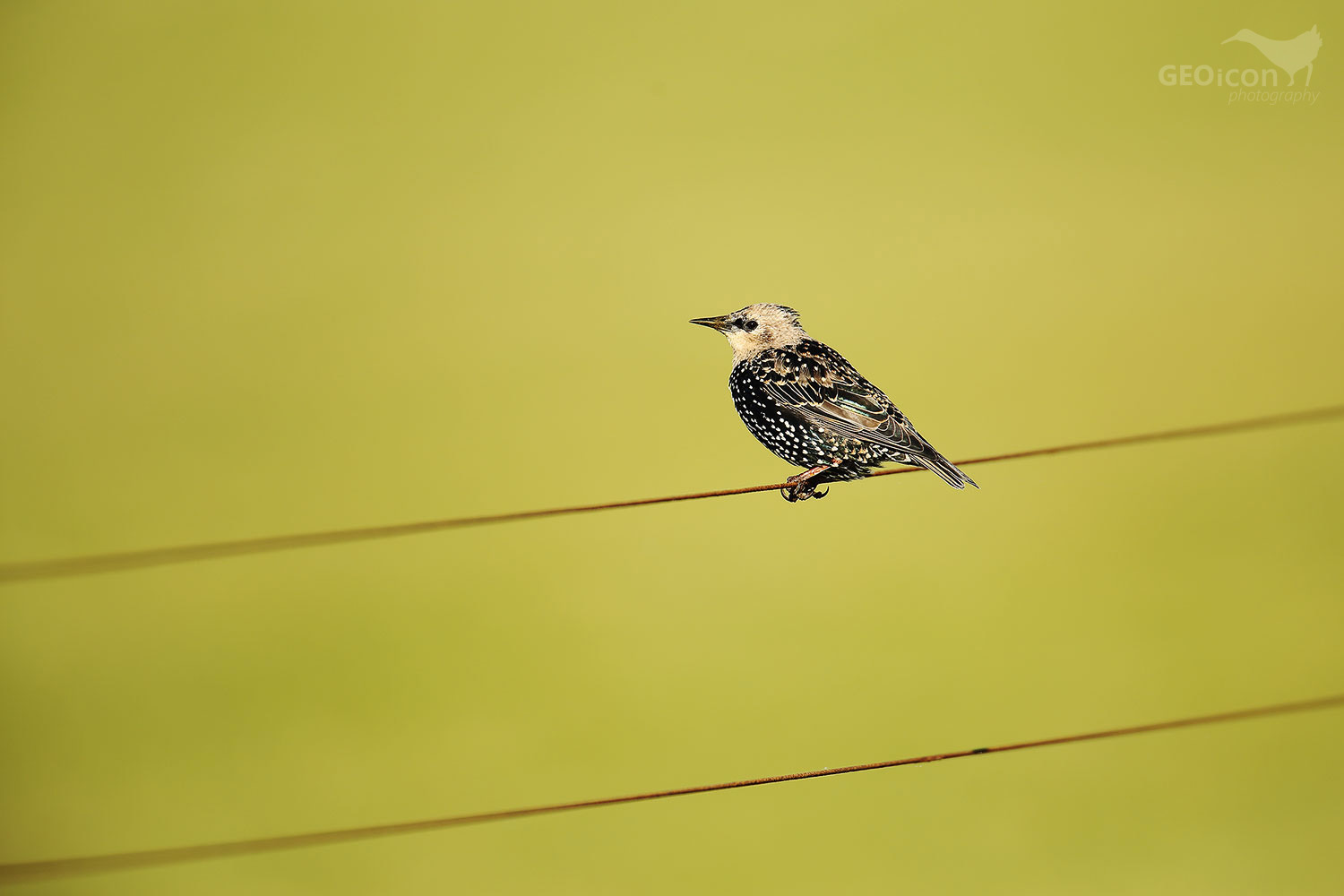 Starling / špaček obecný (Sturnus vulgaris)