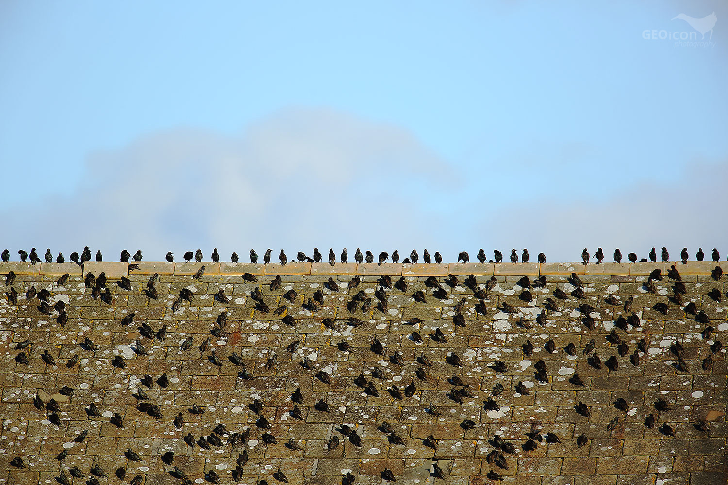 Starling / špaček obecný (Sturnus vulgaris)