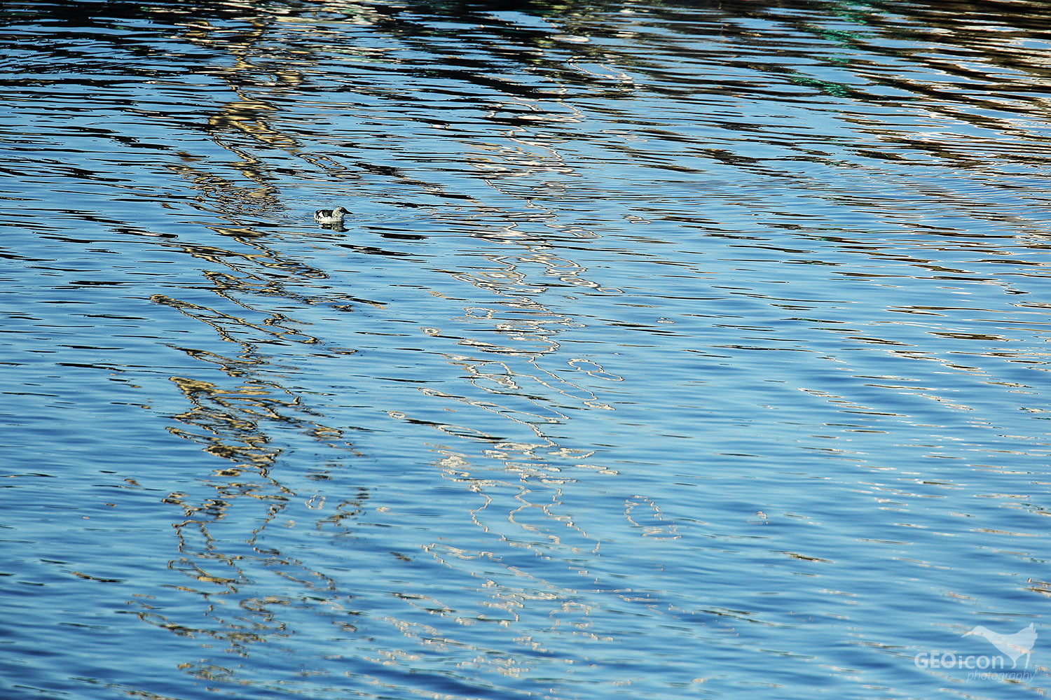 Black guillemot / alkoun obecný (Cepphus grylle)