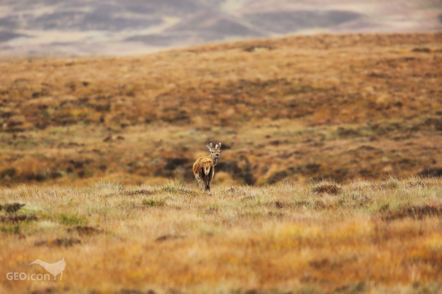 Red deer / jelen evropský (Cervus elaphus)