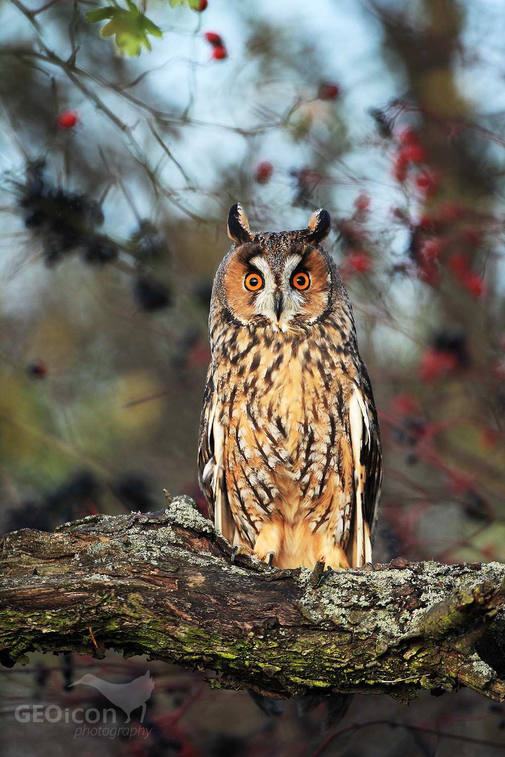Long eared owl / kalous ušatý (Asio otus)