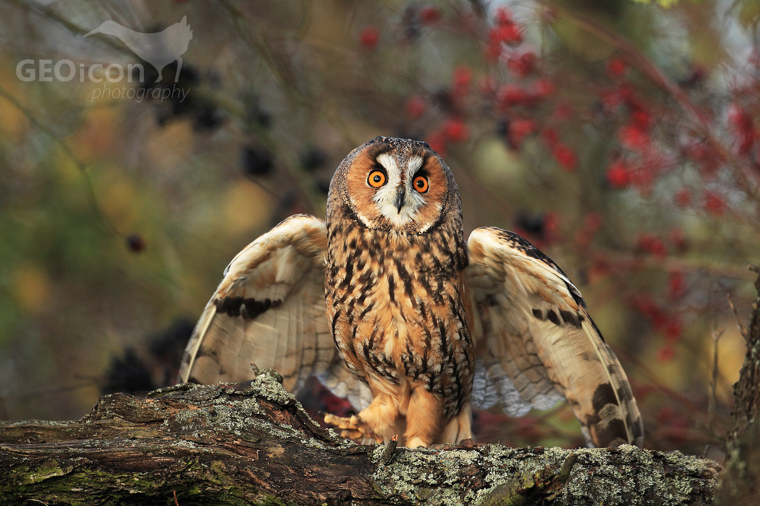 Long eared owl / kalous ušatý (Asio otus)