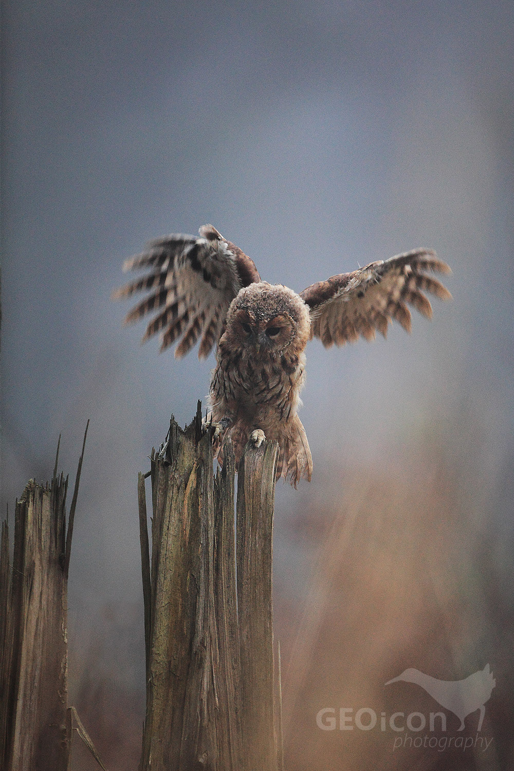 Tawny owl / puštík obecný (Strix aluco)
