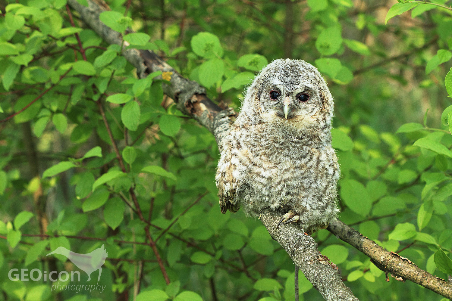 Tawny owl / puštík obecný (Strix aluco)