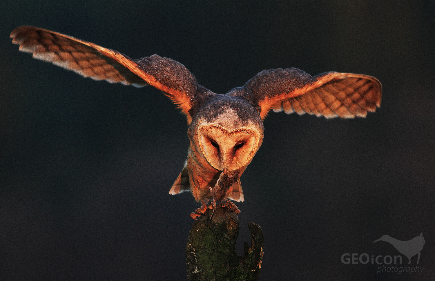 Barn owl / sova pálená (Tyto alba)