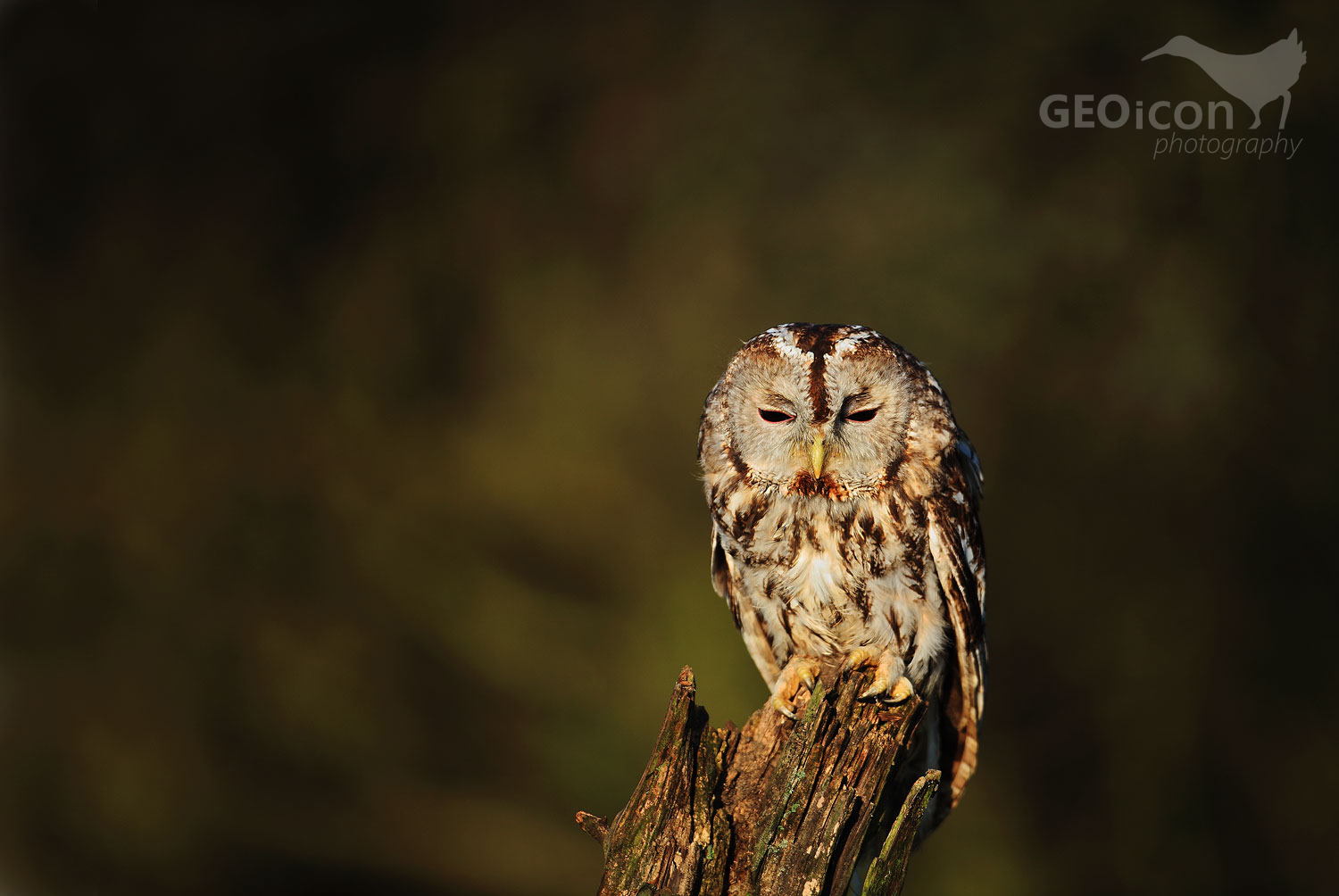 Tawny owl / puštík obecný (Strix aluco)