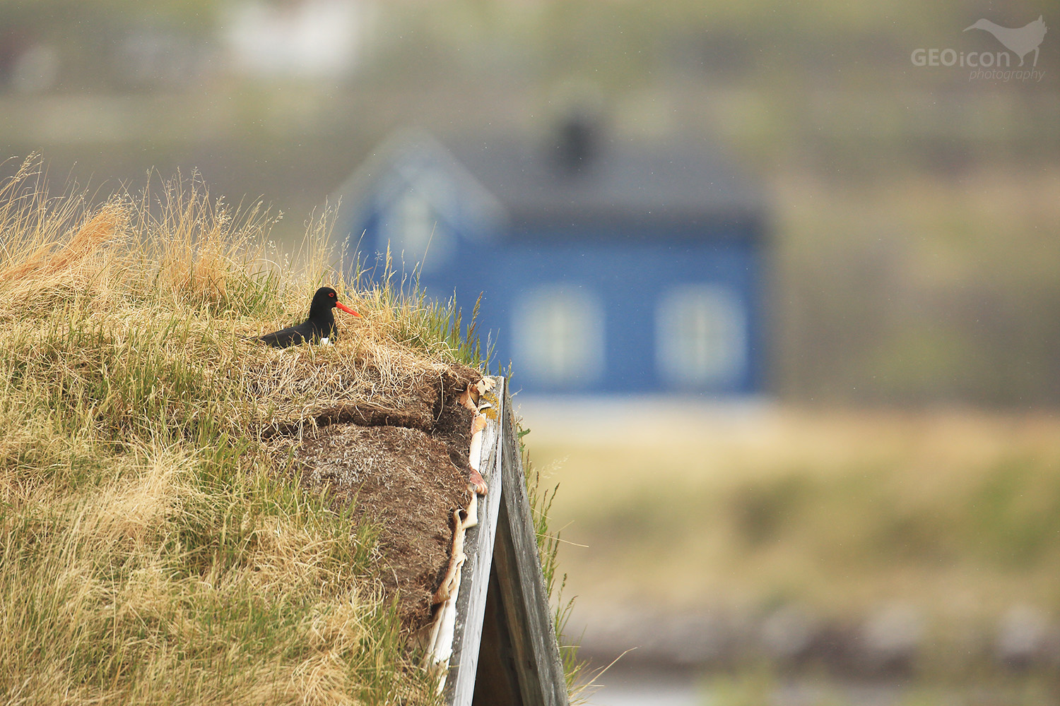 Oystercatcher / ústřičník velký (Haematopus ostralegus)
