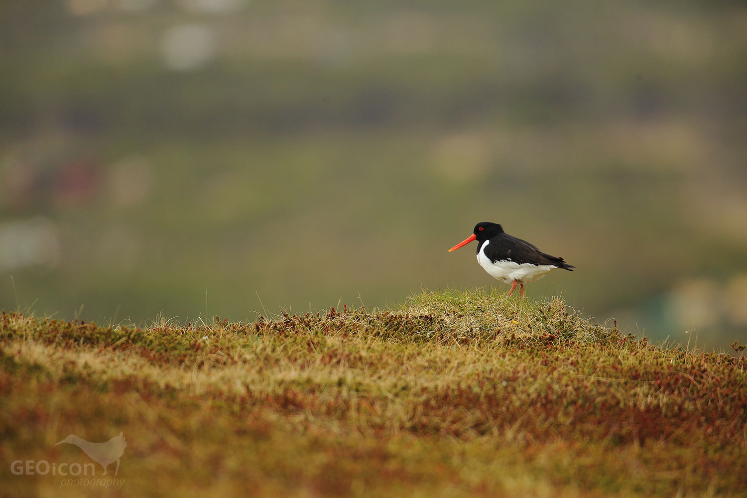 Oystercatcher / ústřičník velký (Haematopus ostralegus)