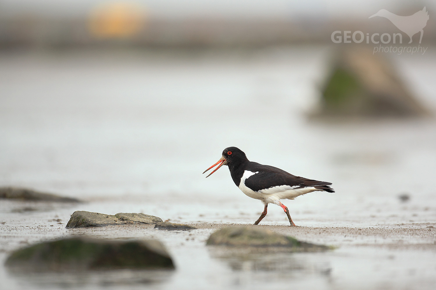 Oystercatcher / ústřičník velký (Haematopus ostralegus)