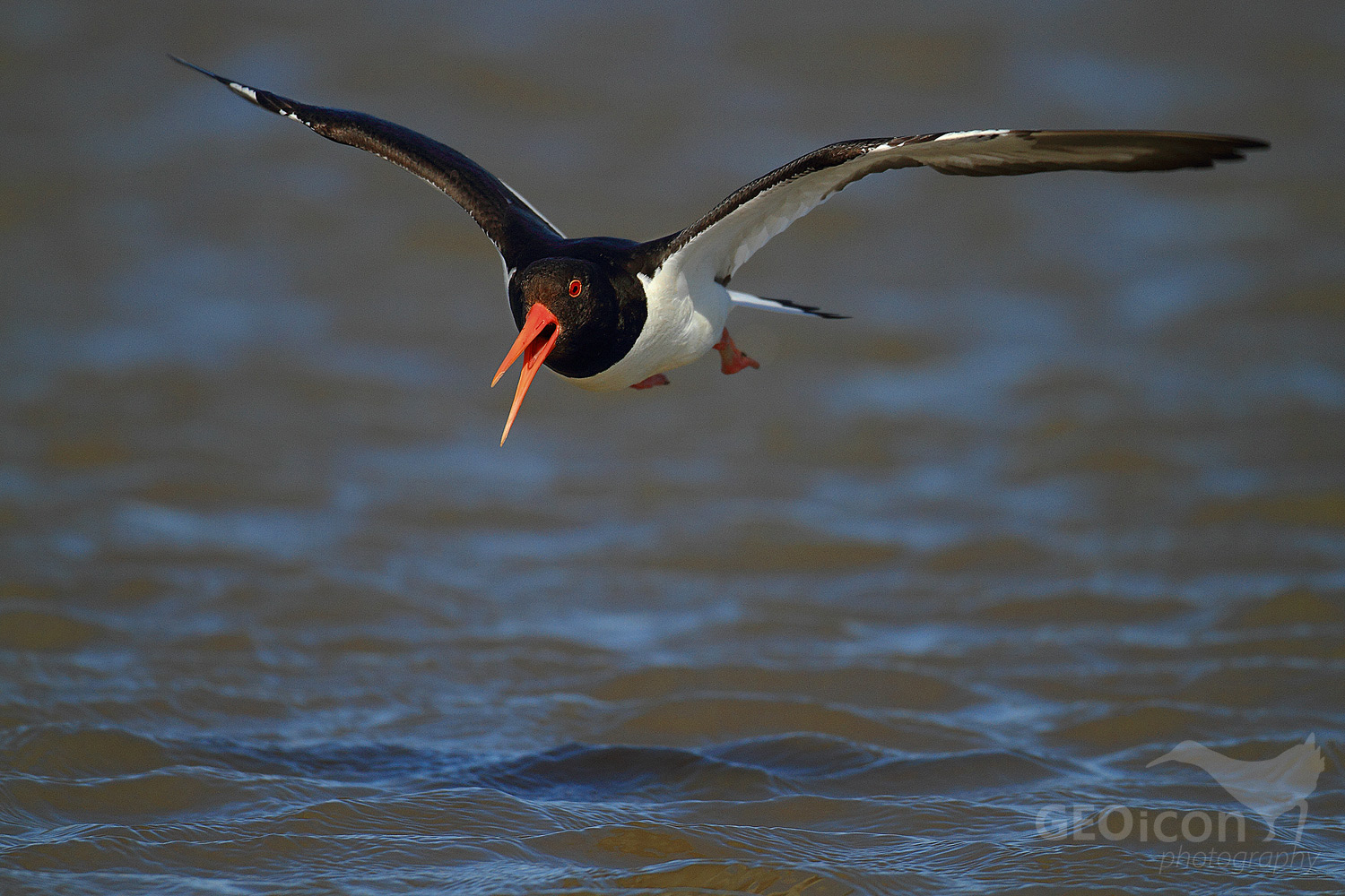 Oystercatcher / ústřičník velký (Haematopus ostralegus)
