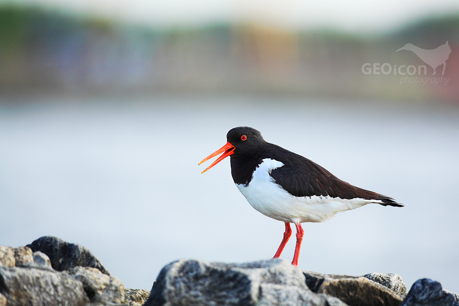 Oystercatcher / ústřičník velký (Haematopus ostralegus)
