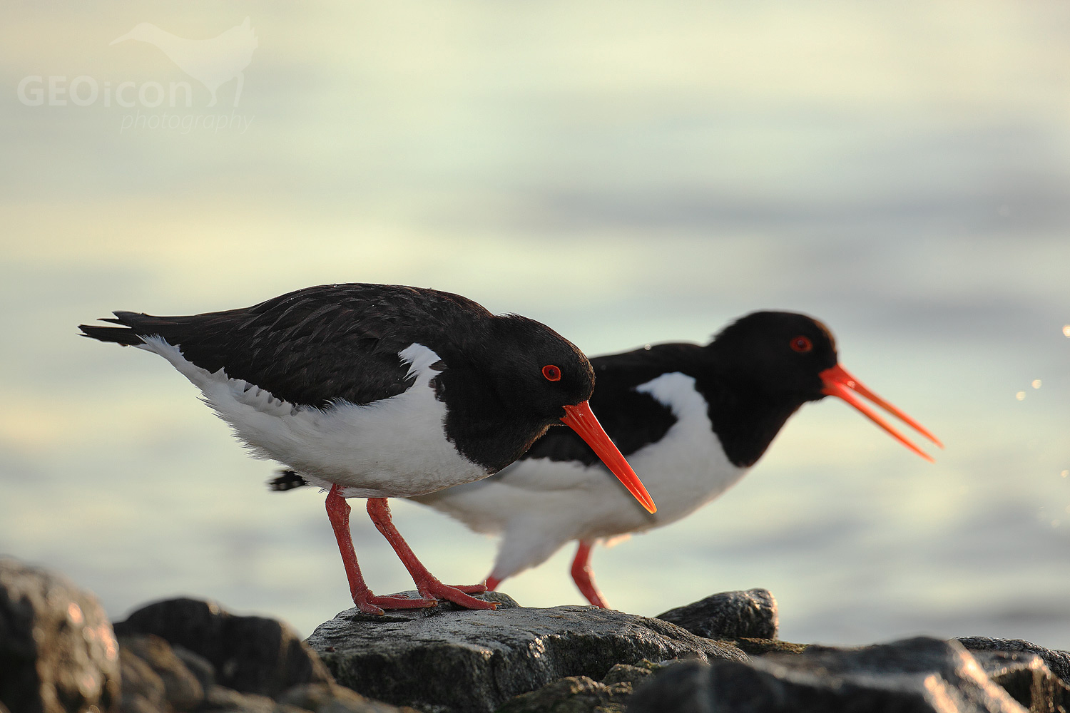 Oystercatcher / ústřičník velký (Haematopus ostralegus)