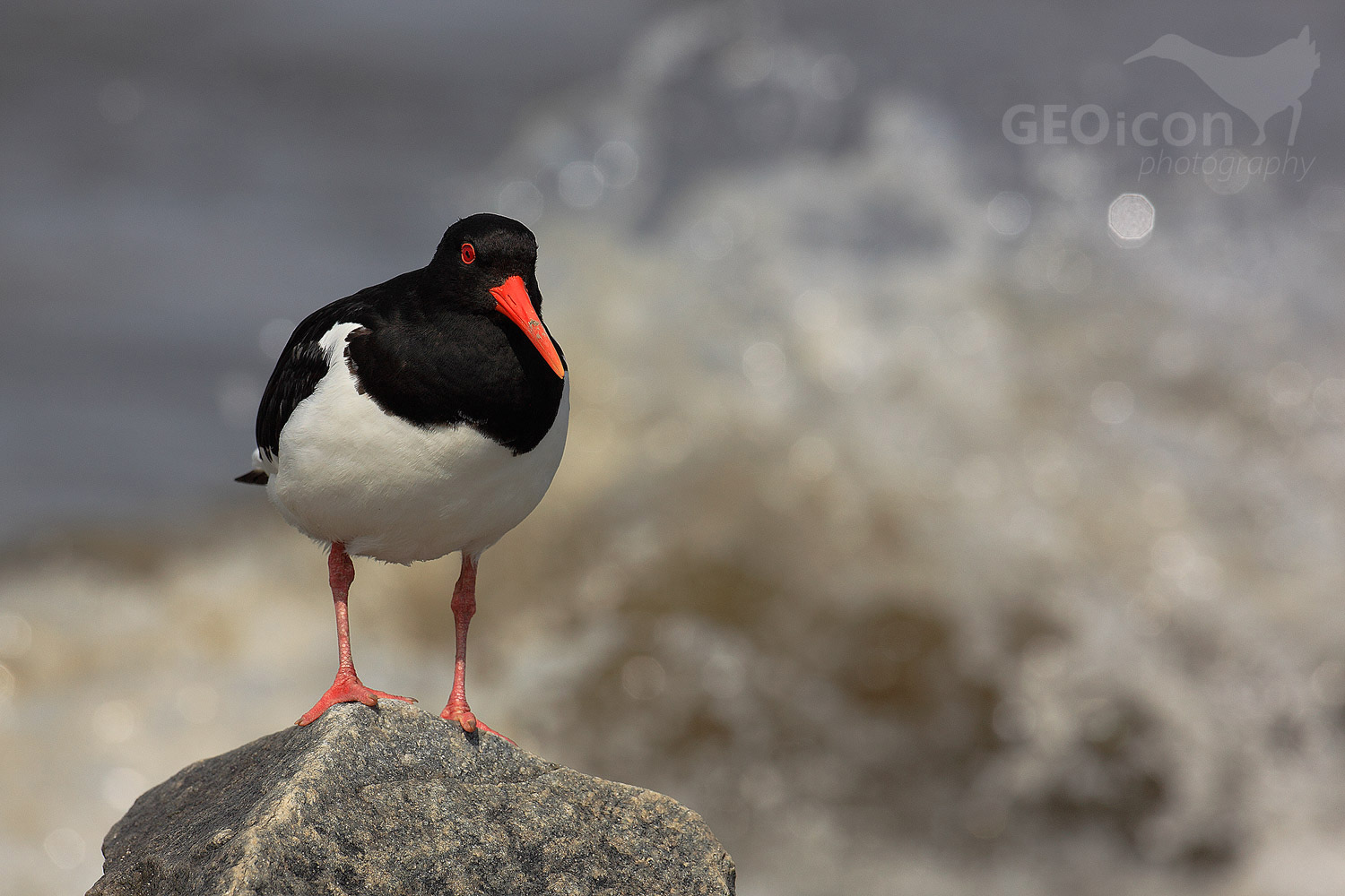 Oystercatcher / ústřičník velký (Haematopus ostralegus)