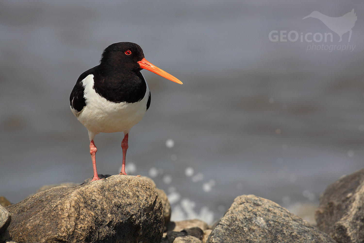 Oystercatcher / ústřičník velký (Haematopus ostralegus)
