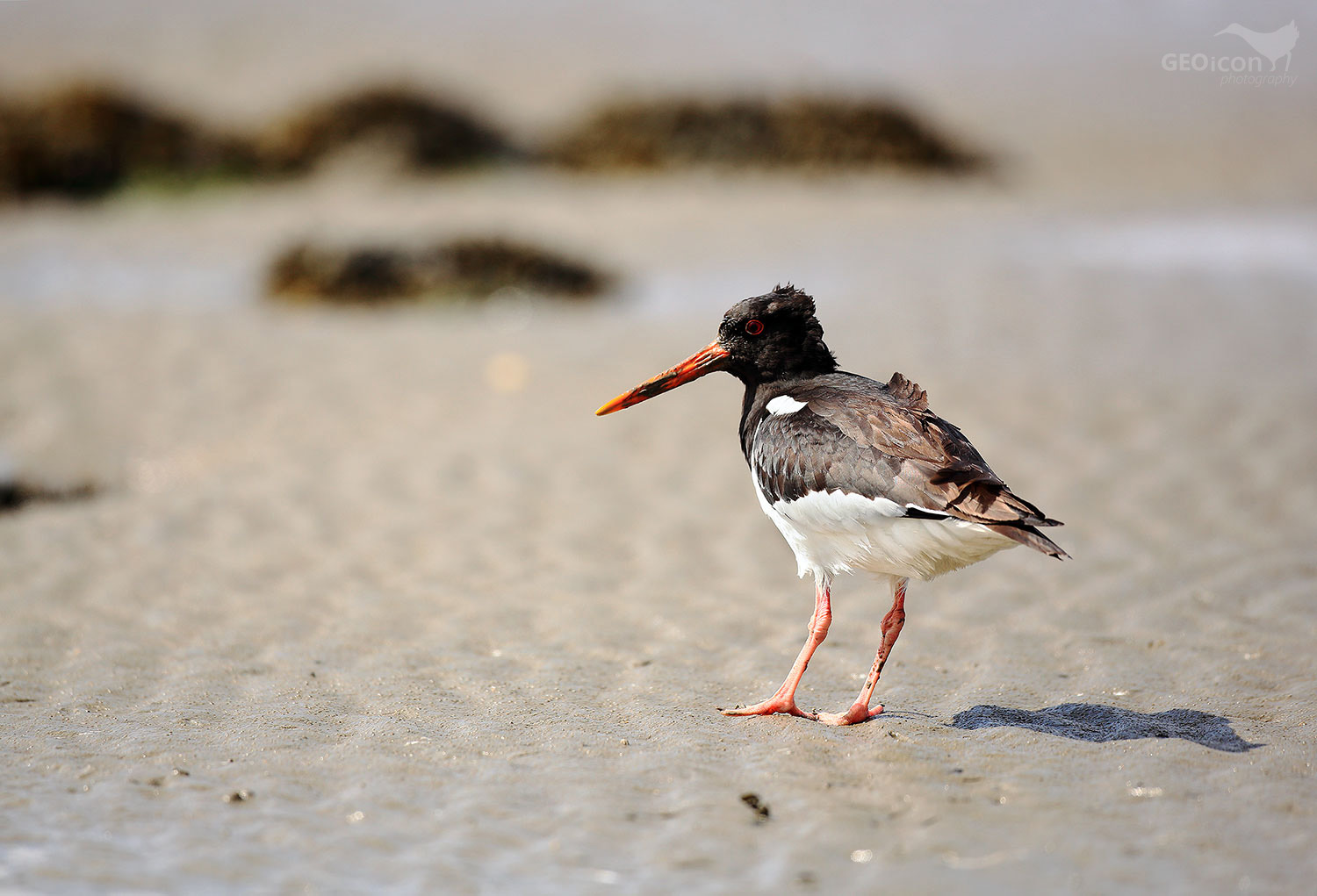 Oystercatcher / ústřičník velký (Haematopus ostralegus)