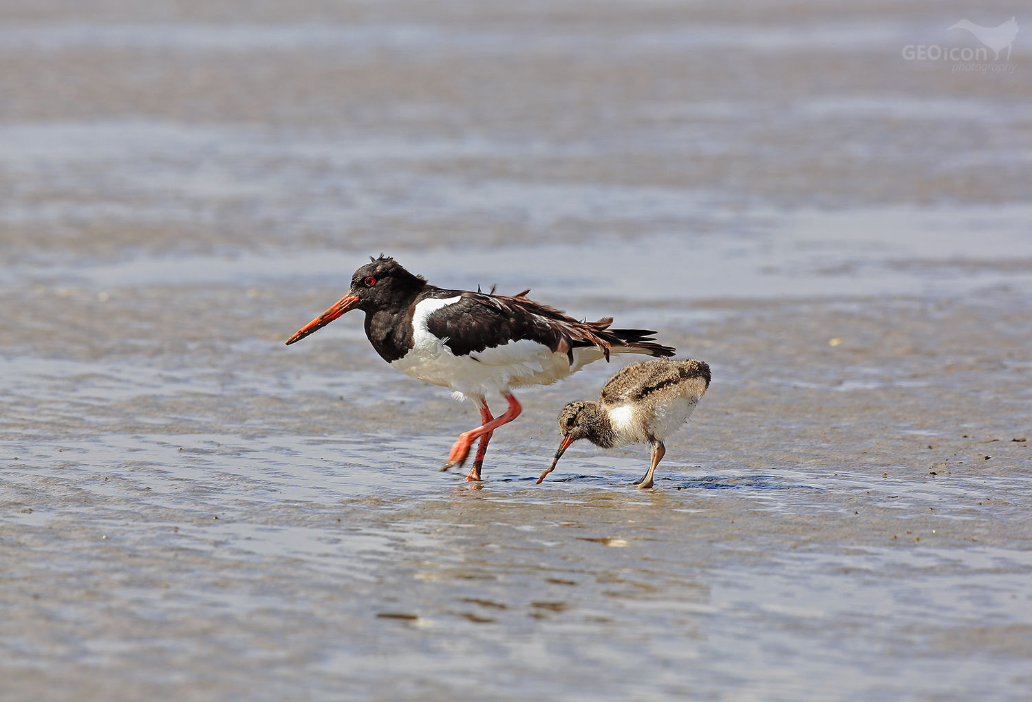 Oystercatcher / ústřičník velký (Haematopus ostralegus)