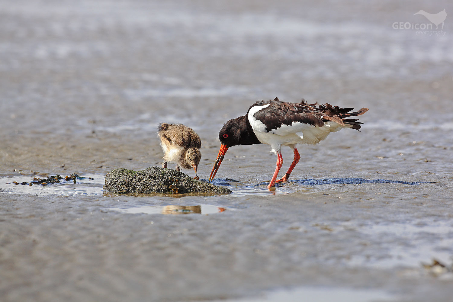 Oystercatcher / ústřičník velký (Haematopus ostralegus)