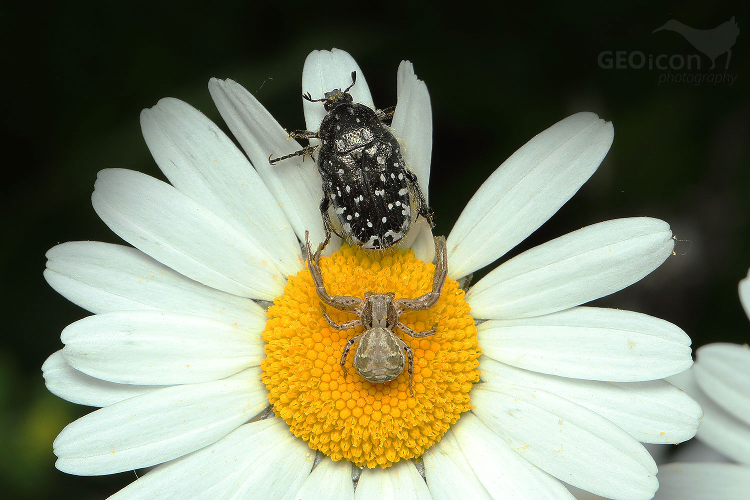 A crab spider (Xysticus)