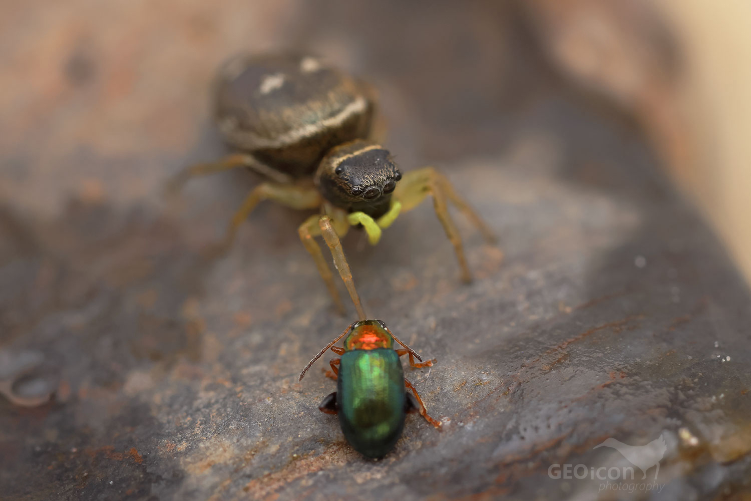 Jumping spider Heliophanus flavipes/cupreus