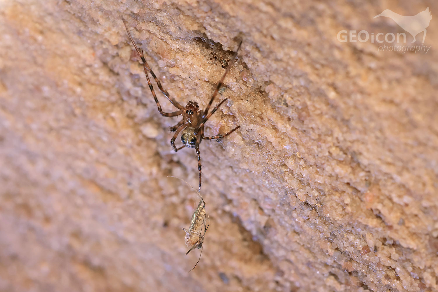 European cave spider (Meta menardi)