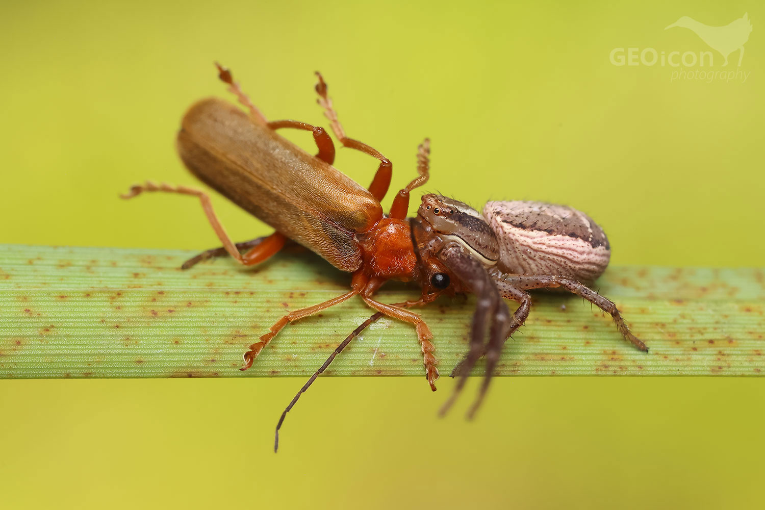 Swamp crab spider (Xysticus ulmi)
