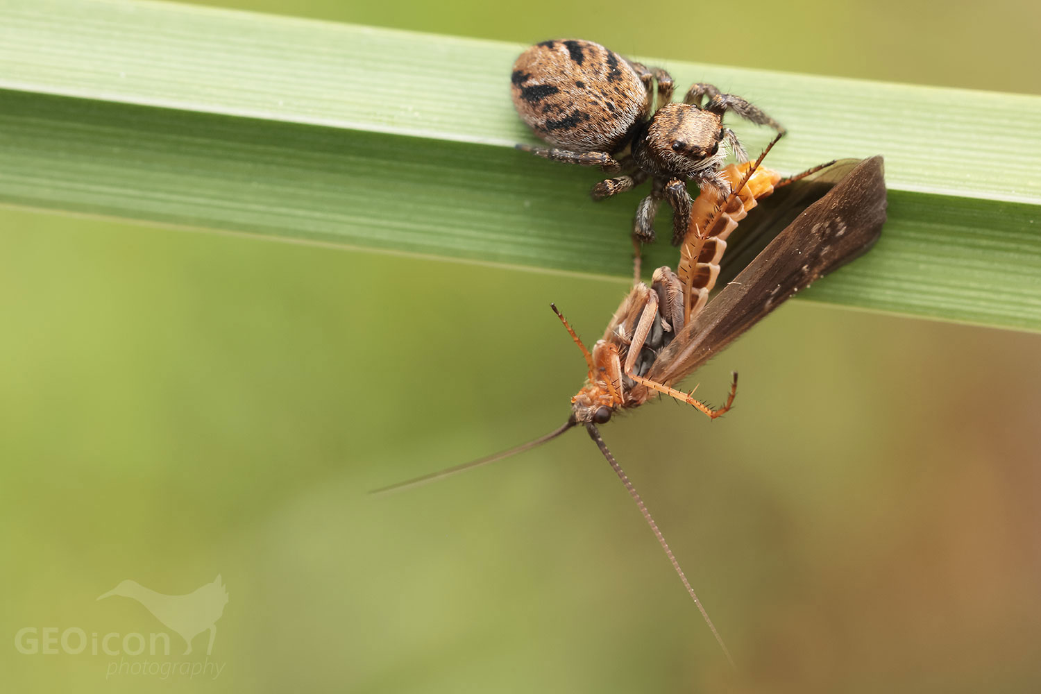 Jump spider Evarcha arcuate female