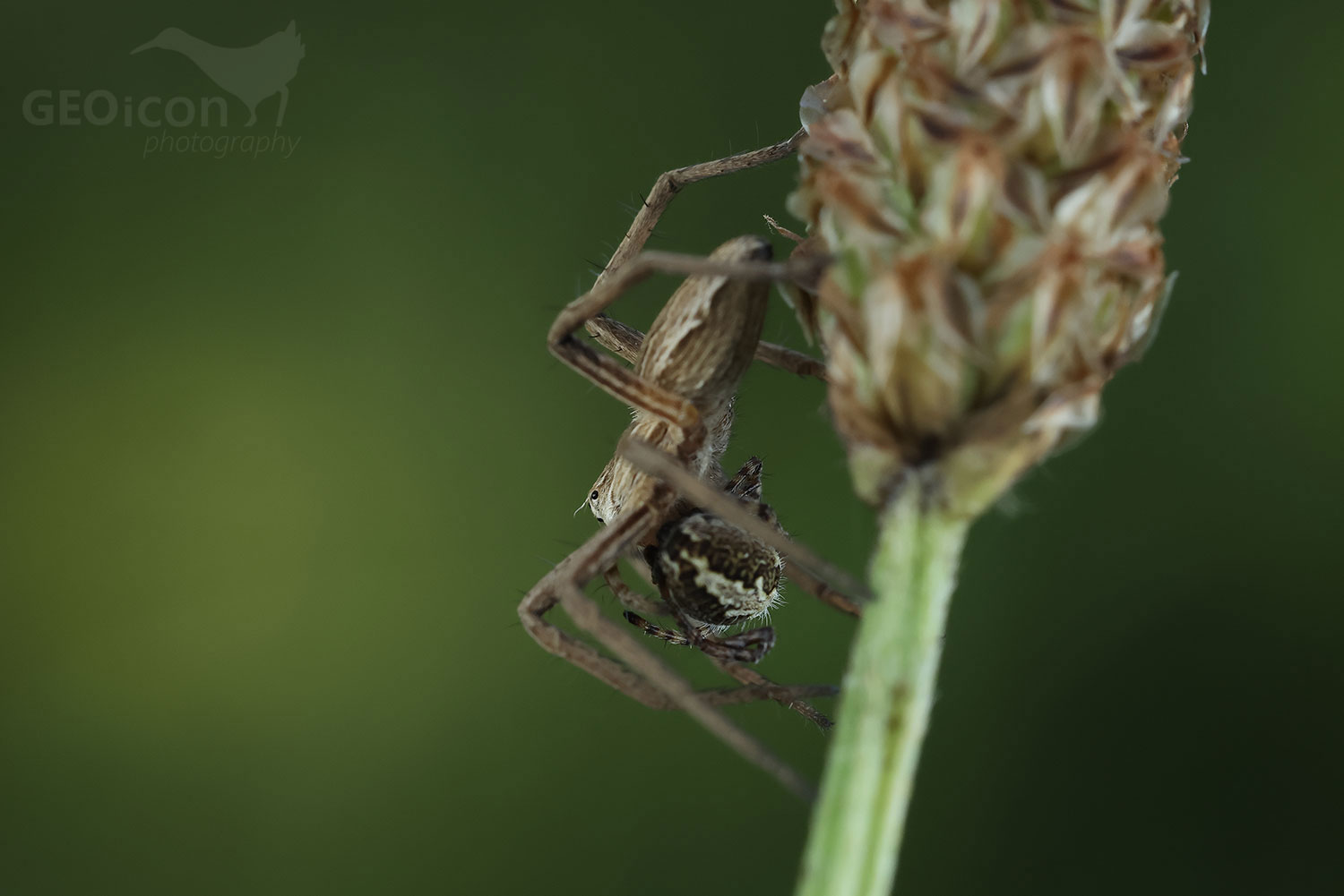 Spider Pisaura mirabilis