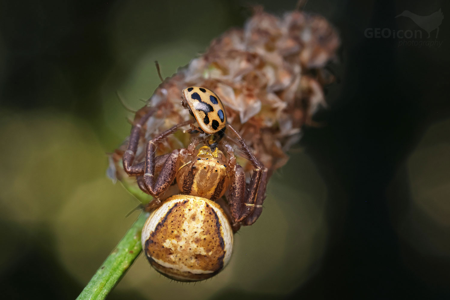Swamp crab spider (Xysticus ulmi)