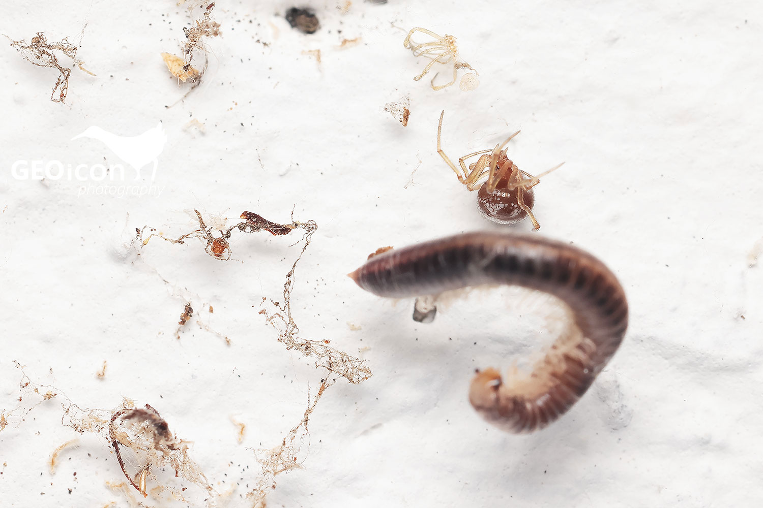 Triangulate cobweb spider (Steatoda triangulosa)