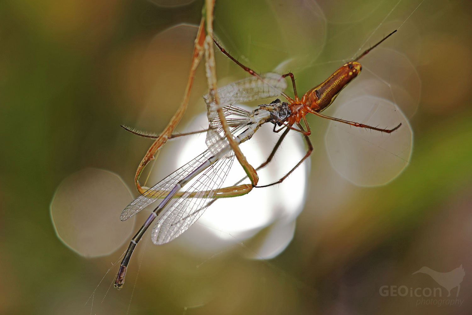 Silver stretch spider (Tetragnatha montana)