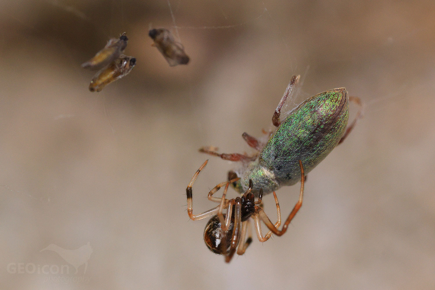 Spider False widows (Steatoda)