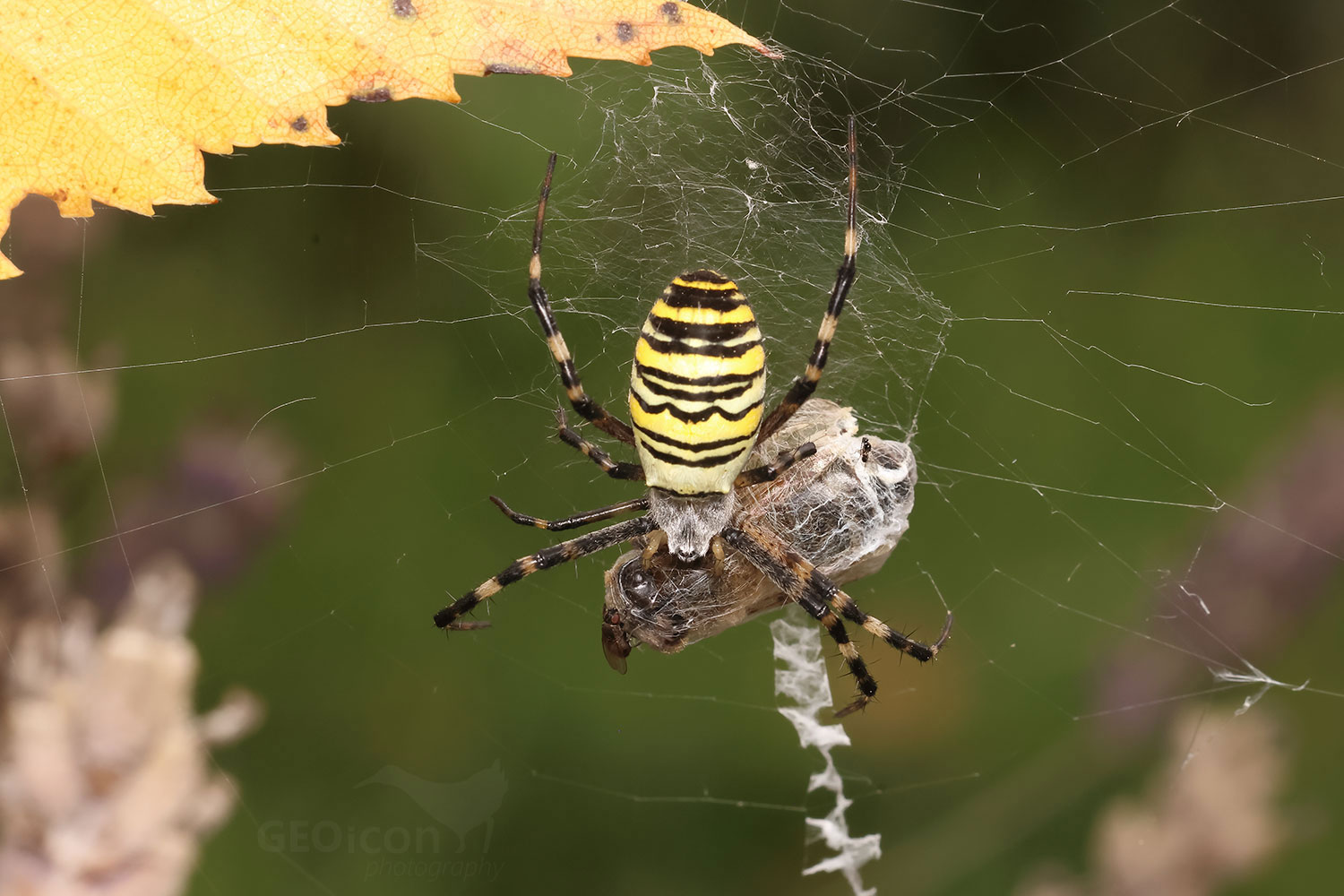 Wasp spider (Argiope bruennichi)