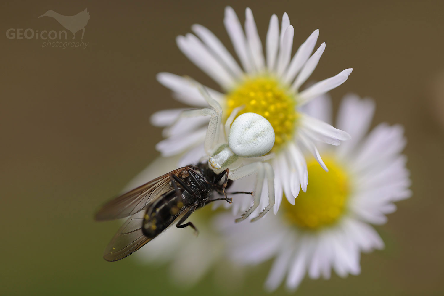 Flower crab spider (Misumena vatia)